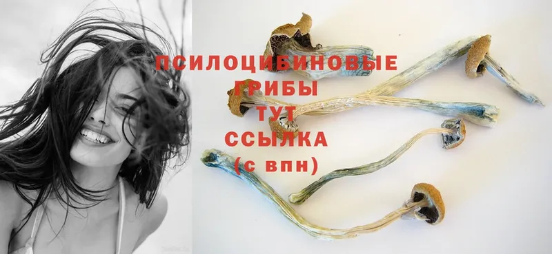 Галлюциногенные грибы Psilocybe  блэк спрут онион  Нестеровская 